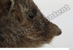  Hedgehog - Erinaceus europaeus # 3 